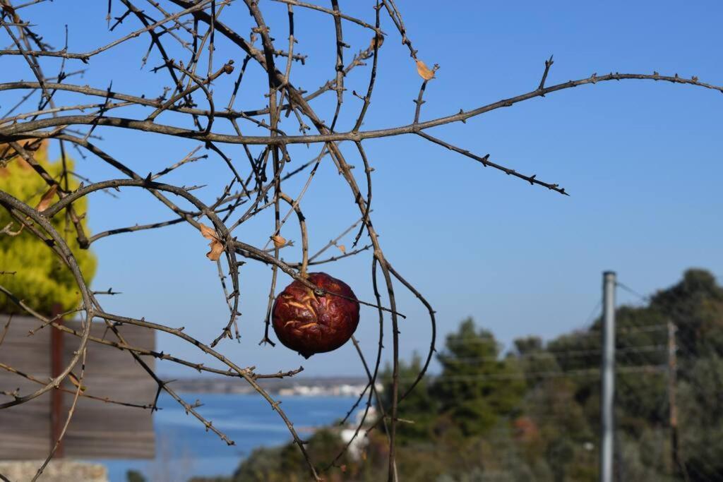 דירות נאוס פירגוס Ολόκληρος Όροφος Αγροτική Οικία מראה חיצוני תמונה